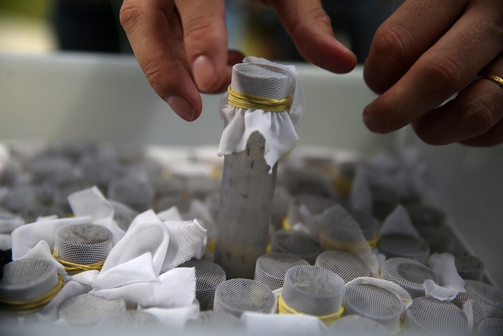 Alimentar Aedes com 'Whey Protein' e sangue bovino facilita manejo do mosquito, diz estudo
